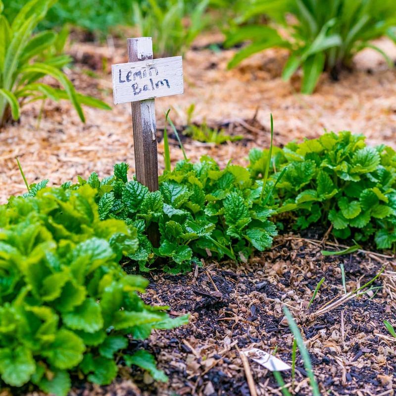 Lemon Balm