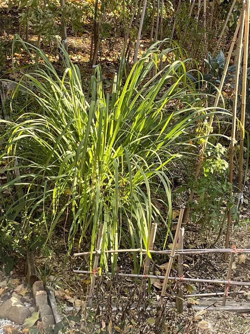 Lemongrass