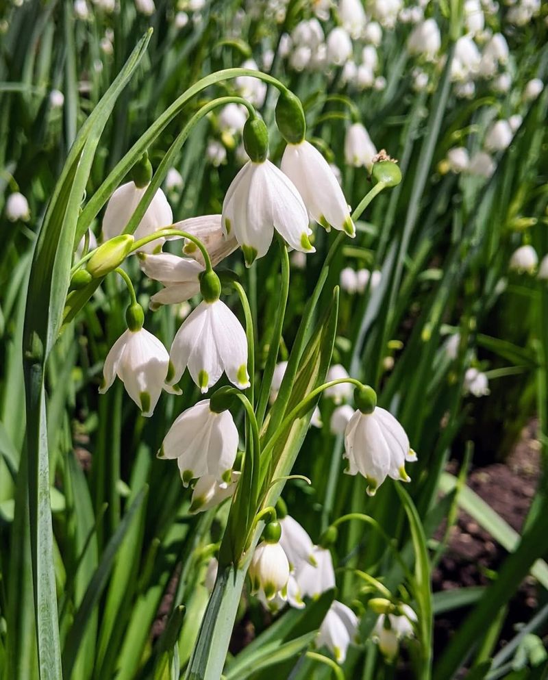 Leucojum