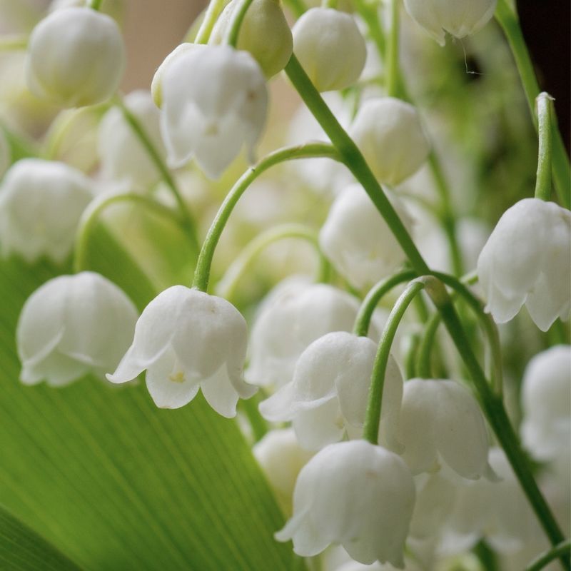 Lily of the Valley