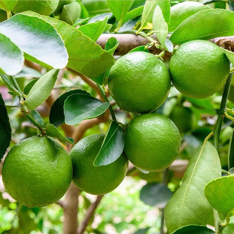 Lime Tree