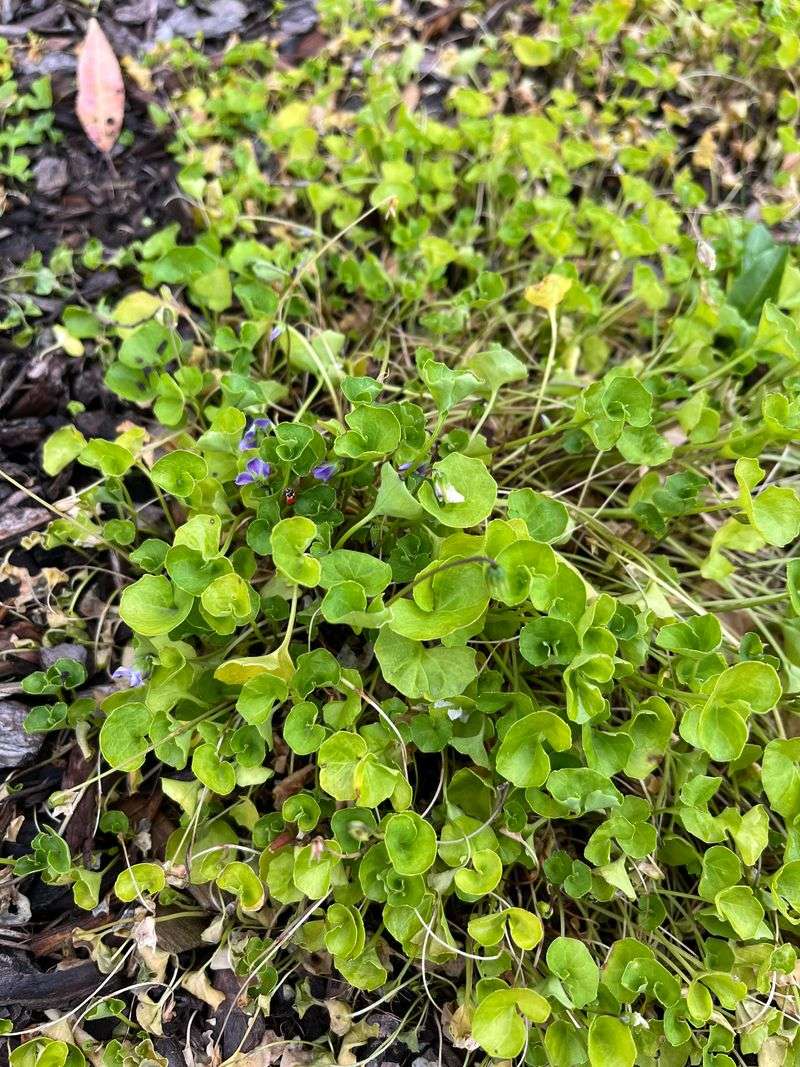 Dichondra