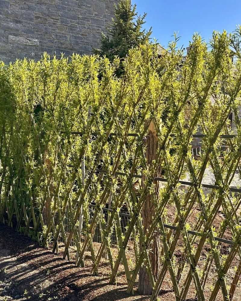 Living Willow Fence