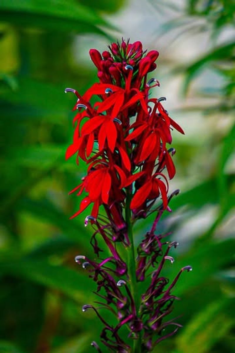 Lobelia