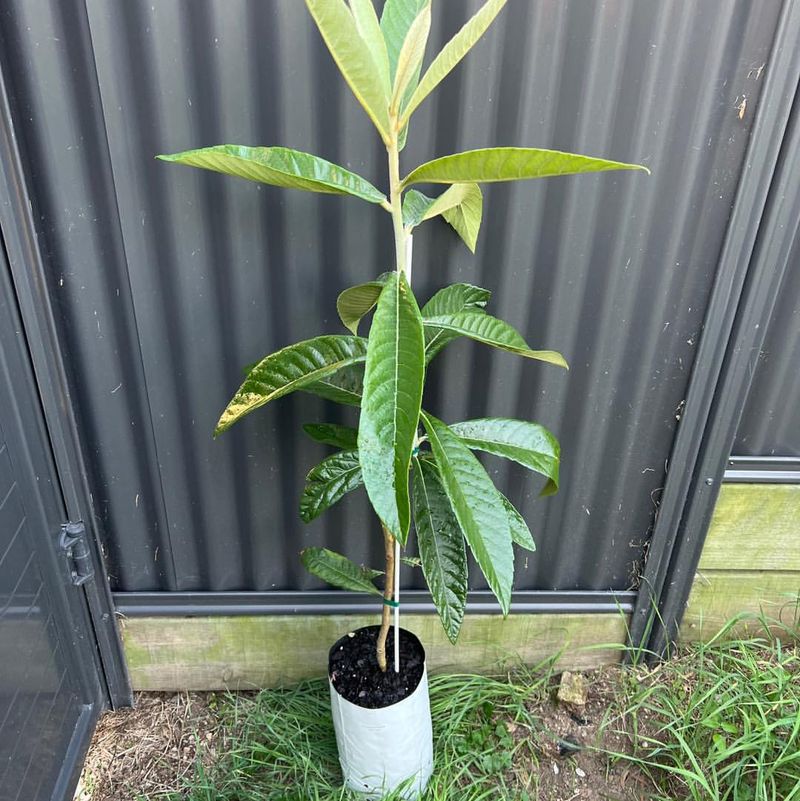 Loquat Tree