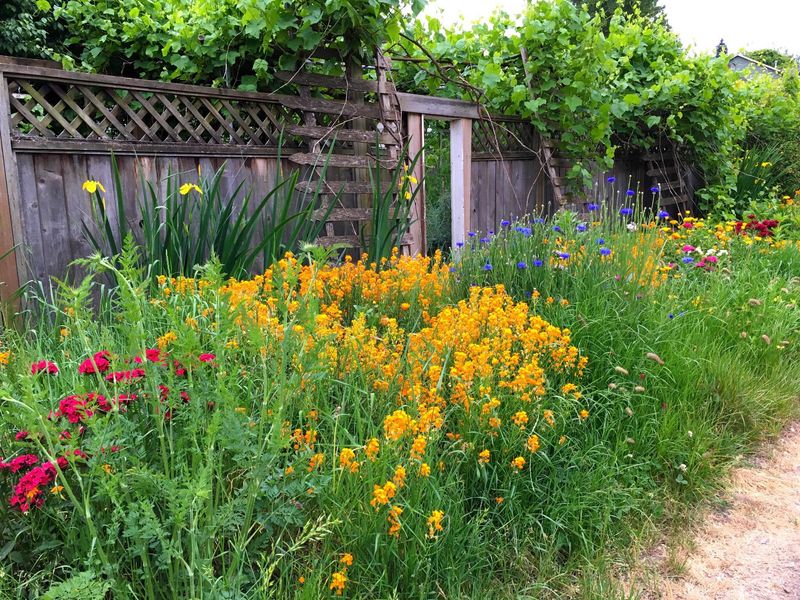 Low-Water Wildflowers