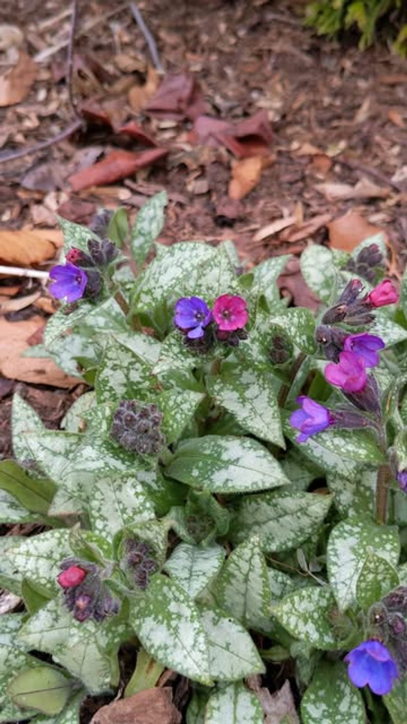 Lungwort