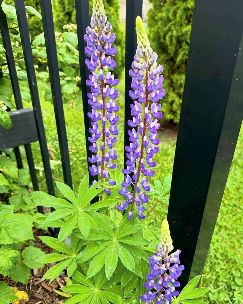 Lupine