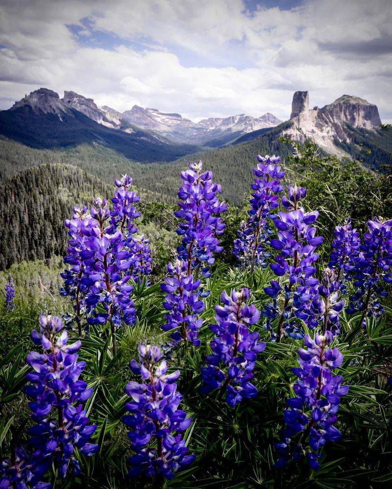 Lupines