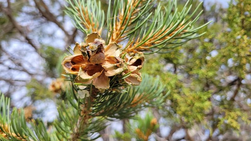 Pine Nut (Pinyon Pine)