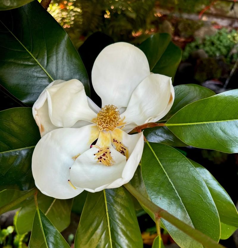 Magnolia Grandiflora