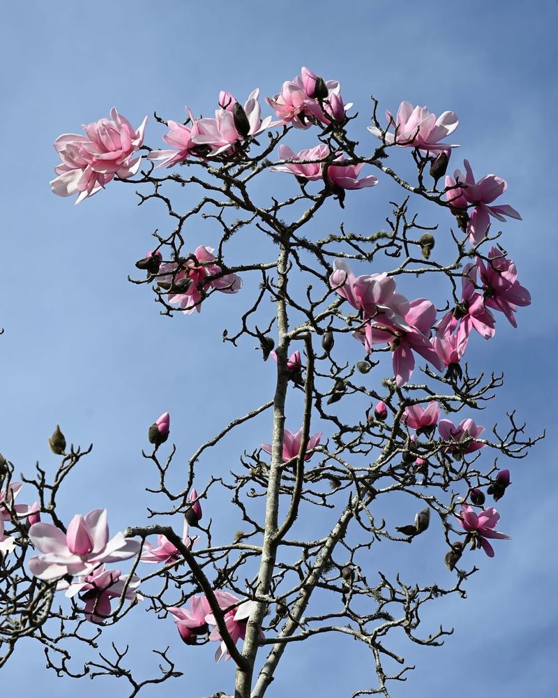 Magnolia