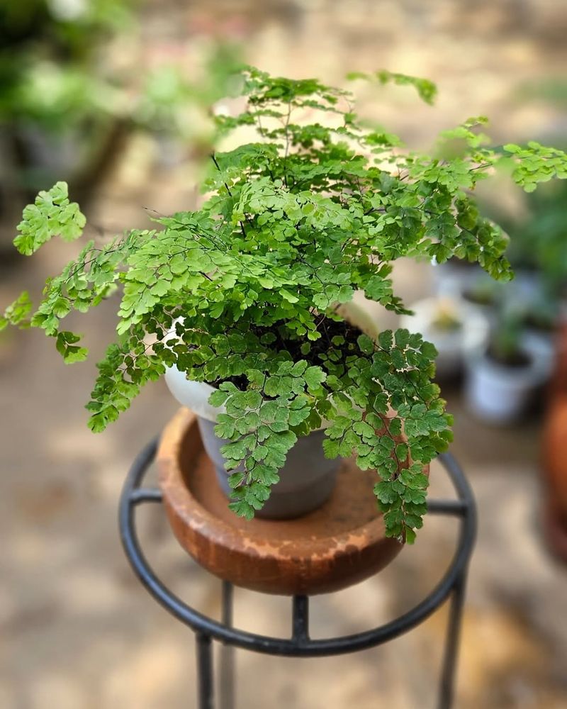 Maidenhair Fern