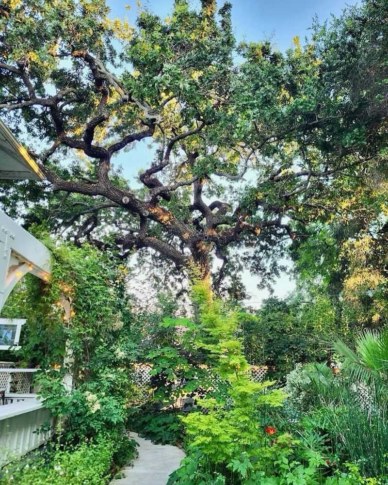 Majestic Tree Canopies