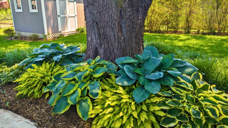 hostas