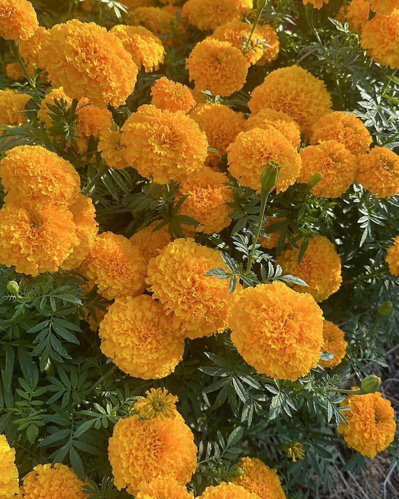 Marigold