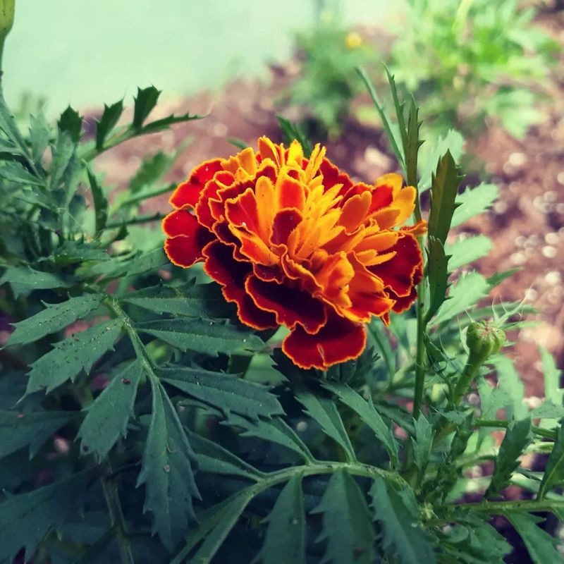 Marigolds