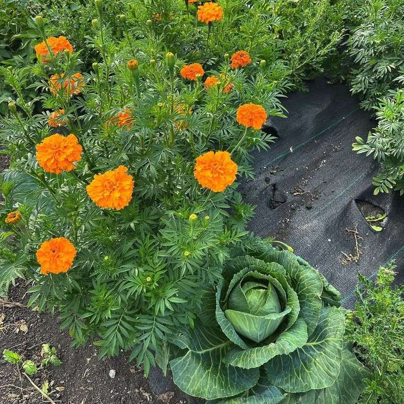 Marigolds and Cabbage