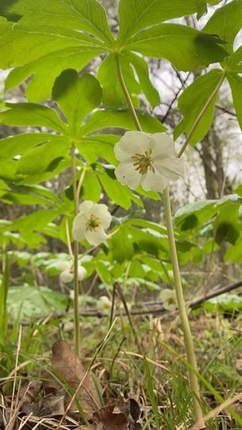 Mayapple