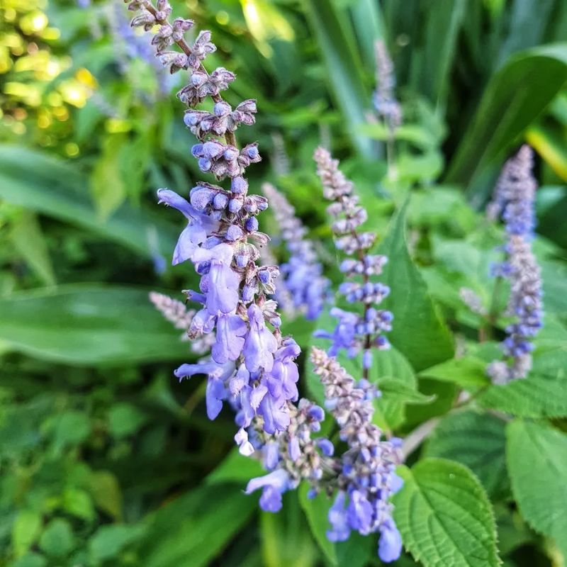 Meadow Sage