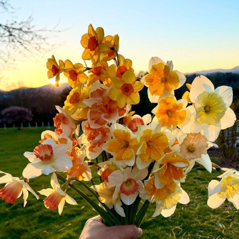 Medicinal Uses of Daffodils