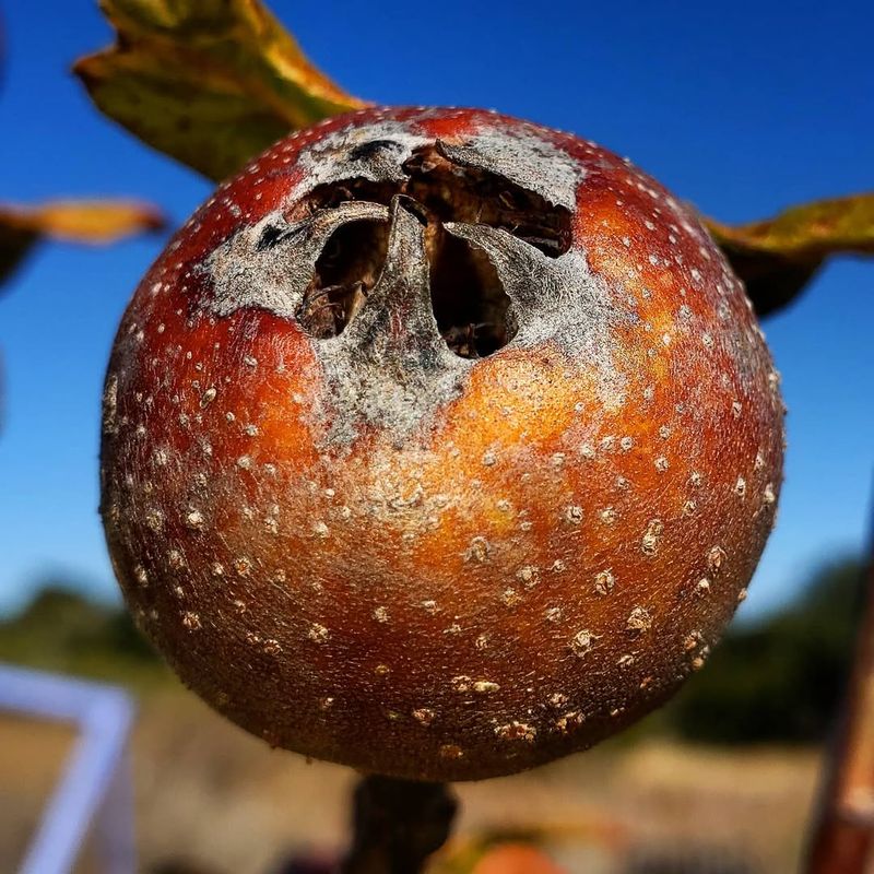 Medlar