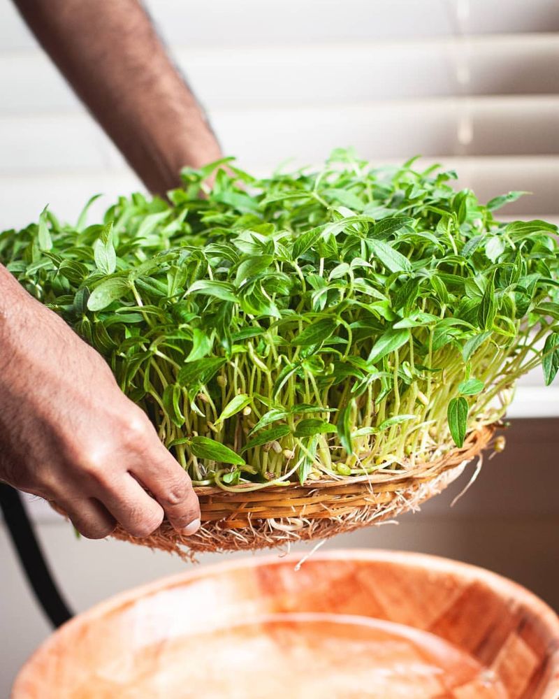 Microgreens