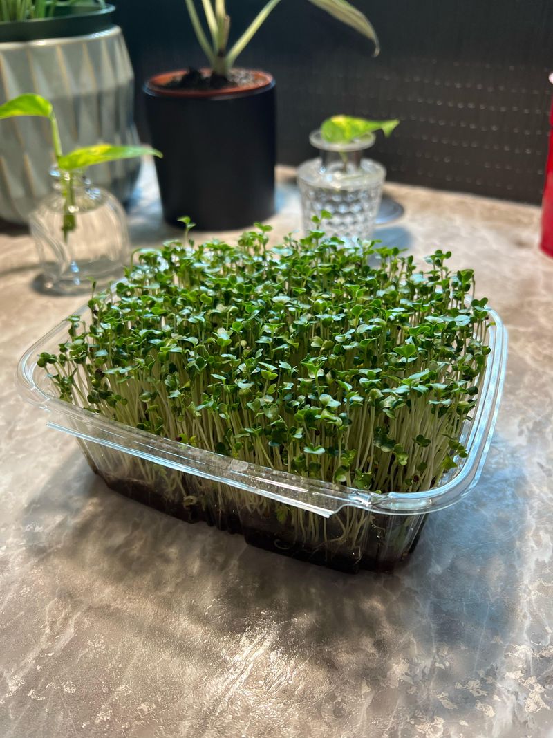 Microgreens