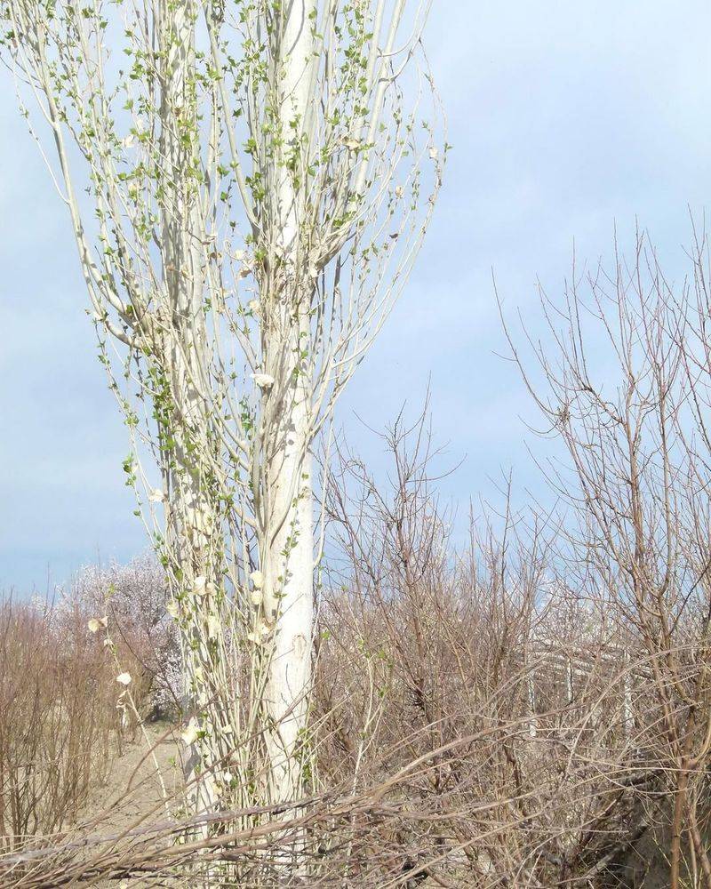 White Poplar