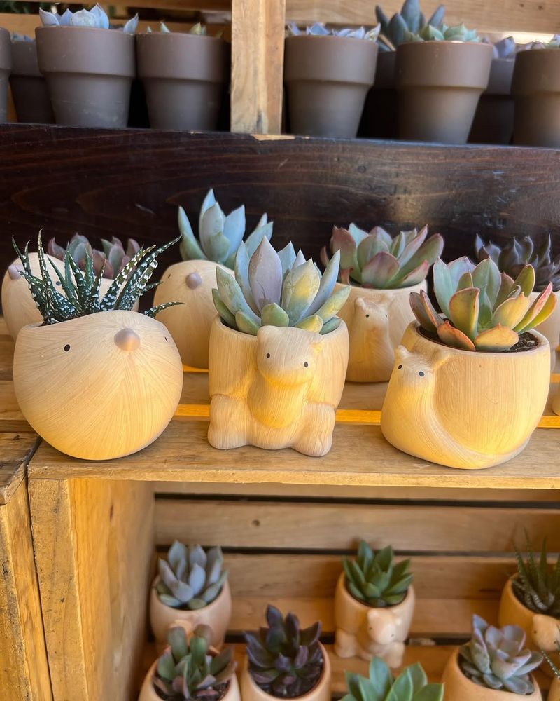 Mini Succulent Plant Pots