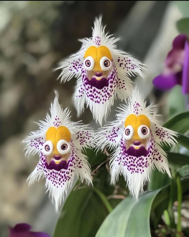 Monkey Face Orchid