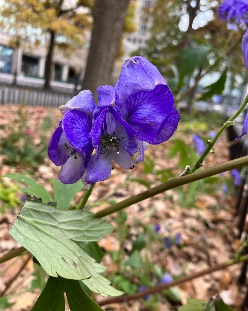 Monkshood