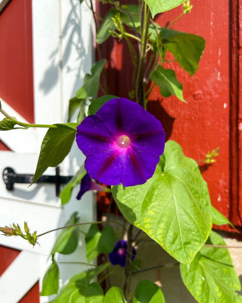 Morning Glories