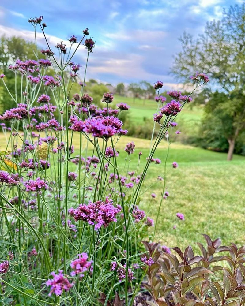 Verbena