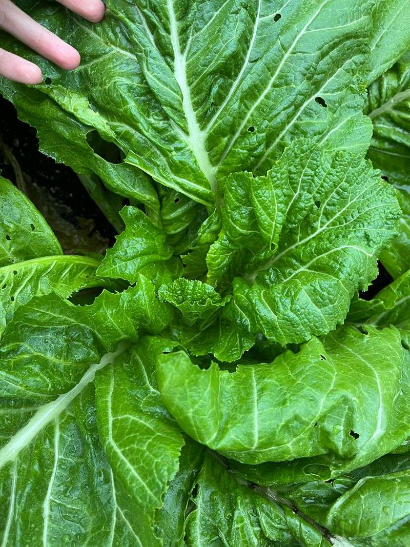 Mustard Greens