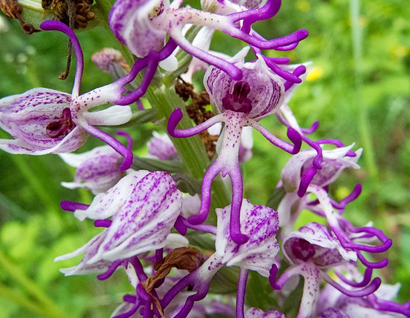 Naked Man Orchid