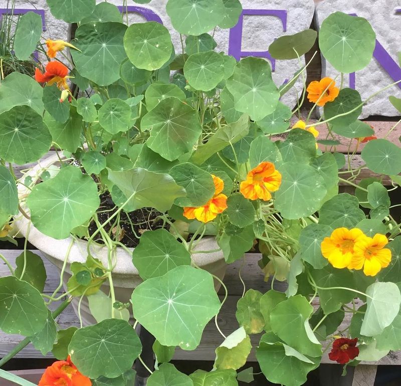 Nasturtium