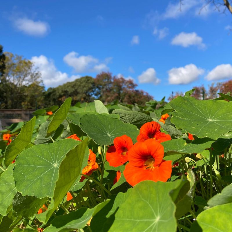 Nasturtiums