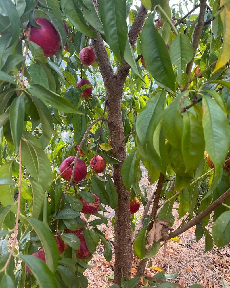 Nectarine Tree