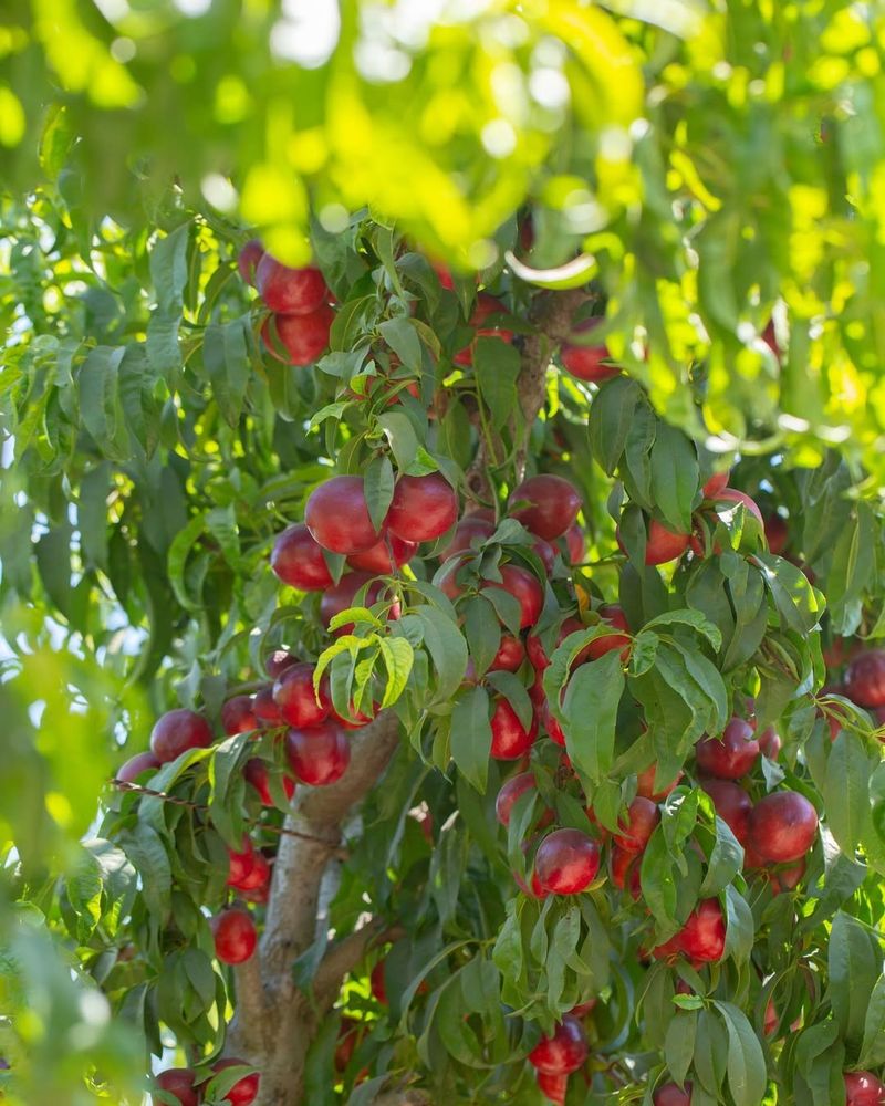 Nectarine Tree