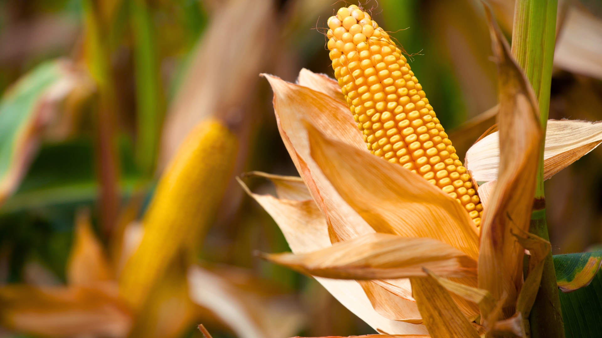 corn in the garden