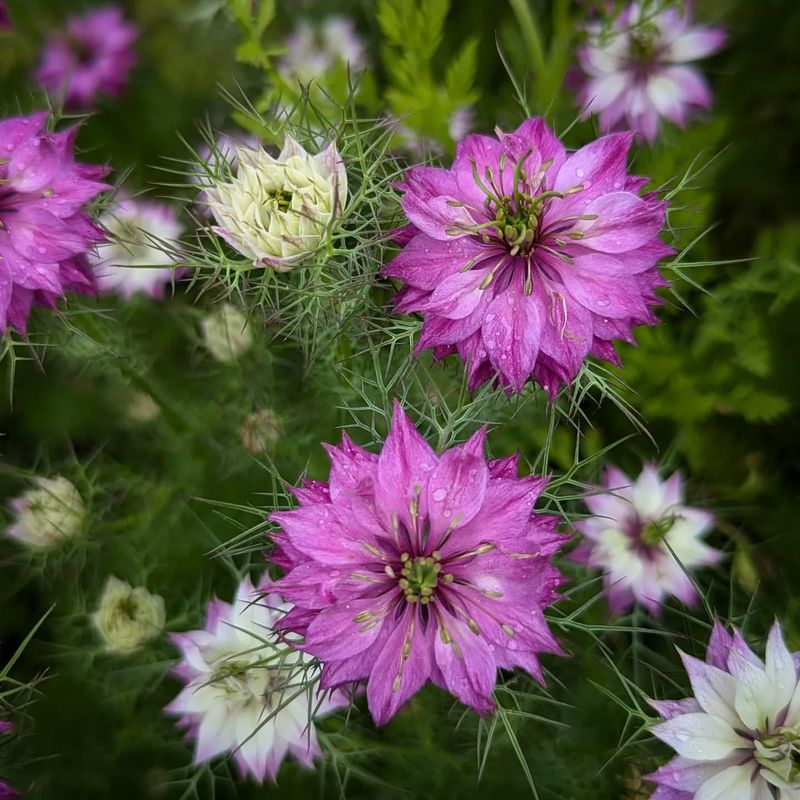 Nigella