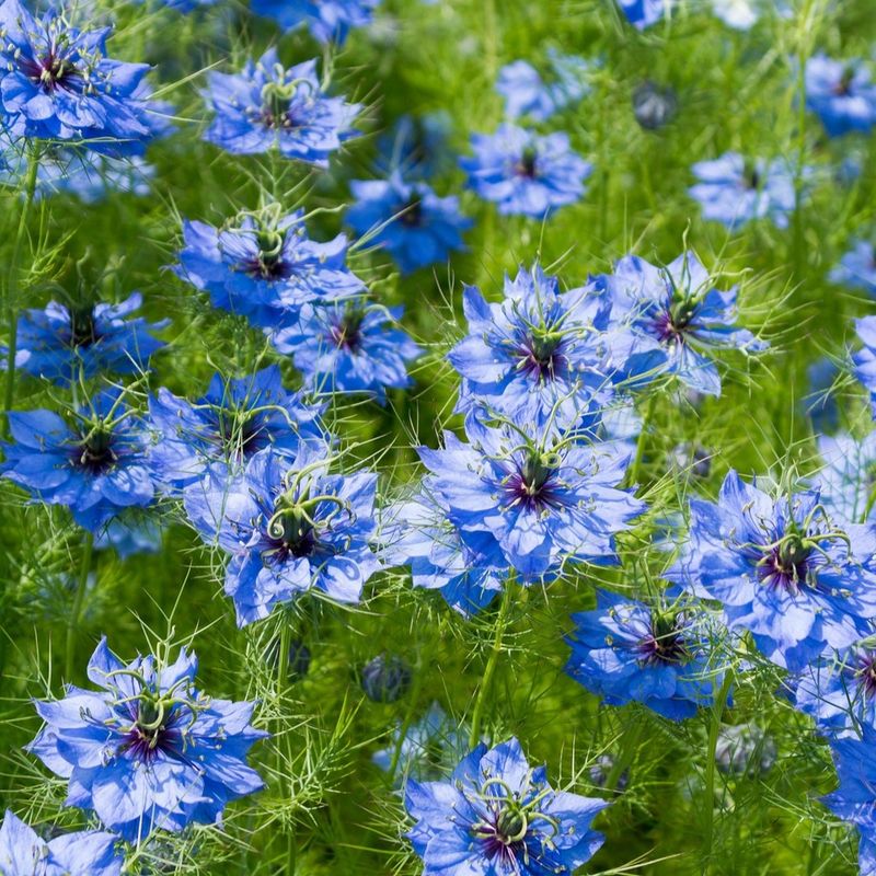 Nigella