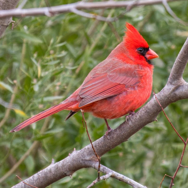 Northern Cardinal