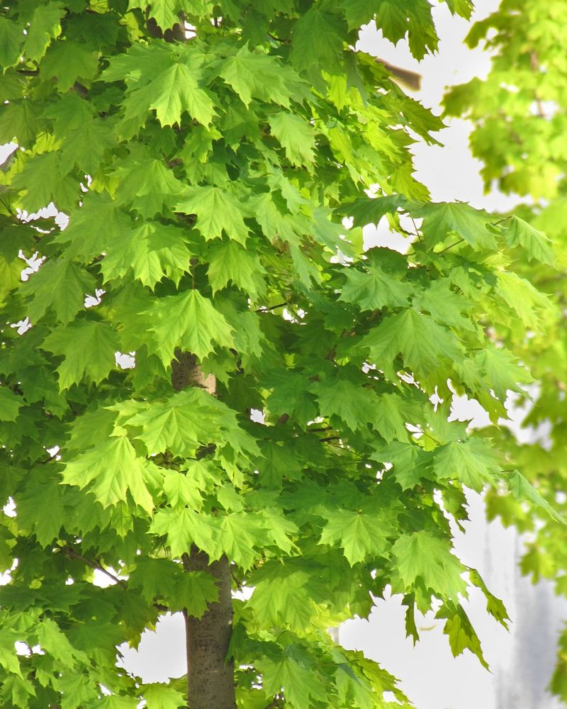 Norway Maple