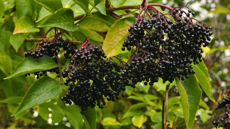 Elderberry Fruit