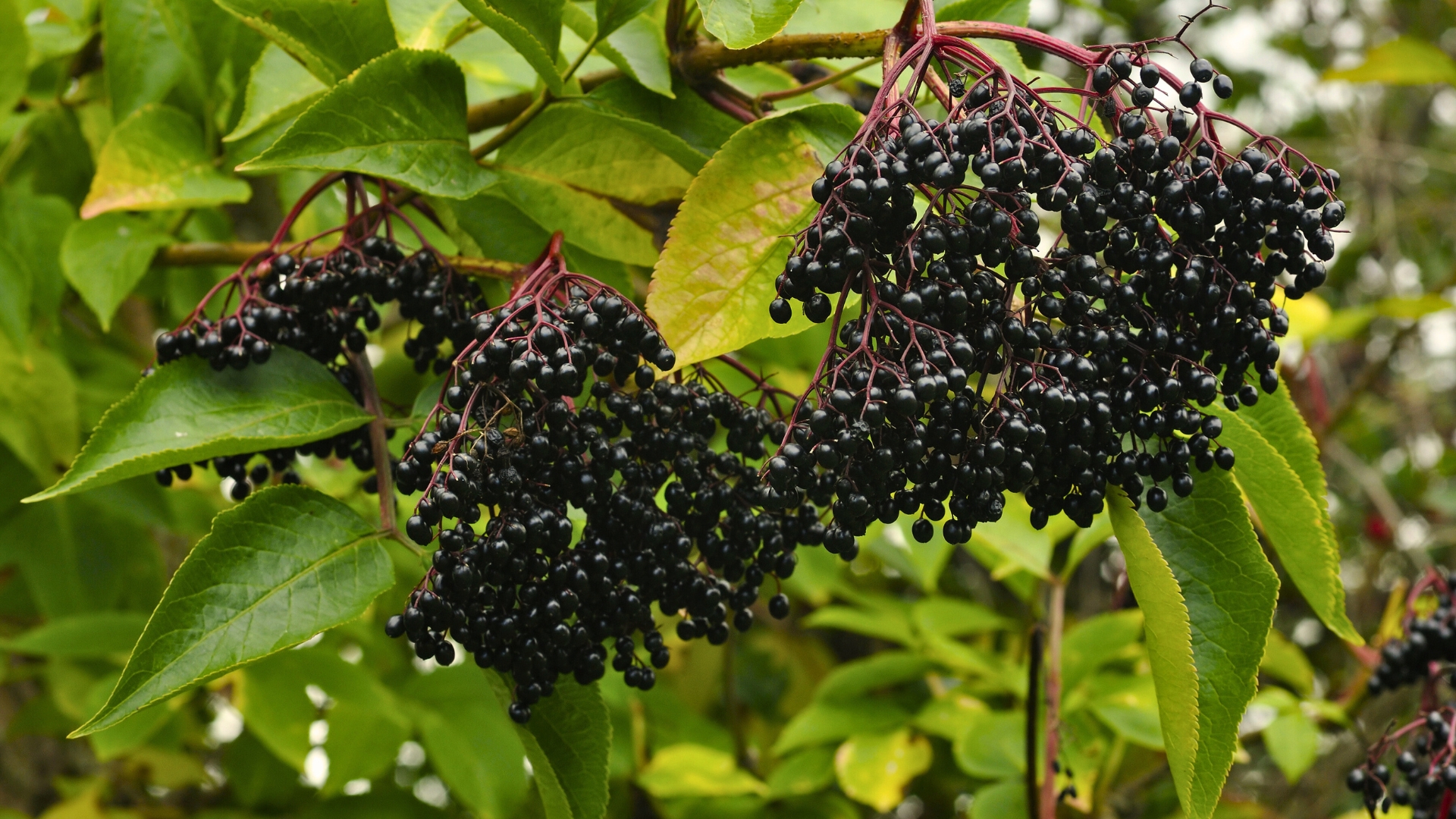 Elderberry Fruit