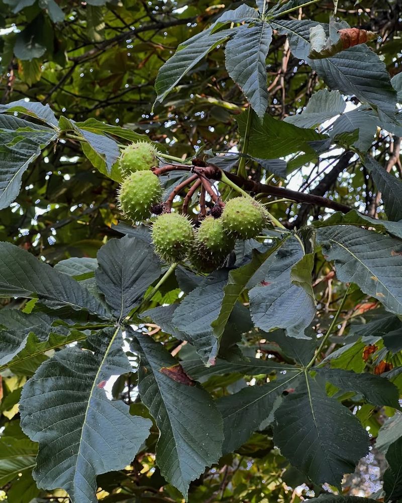 Horse Chestnut