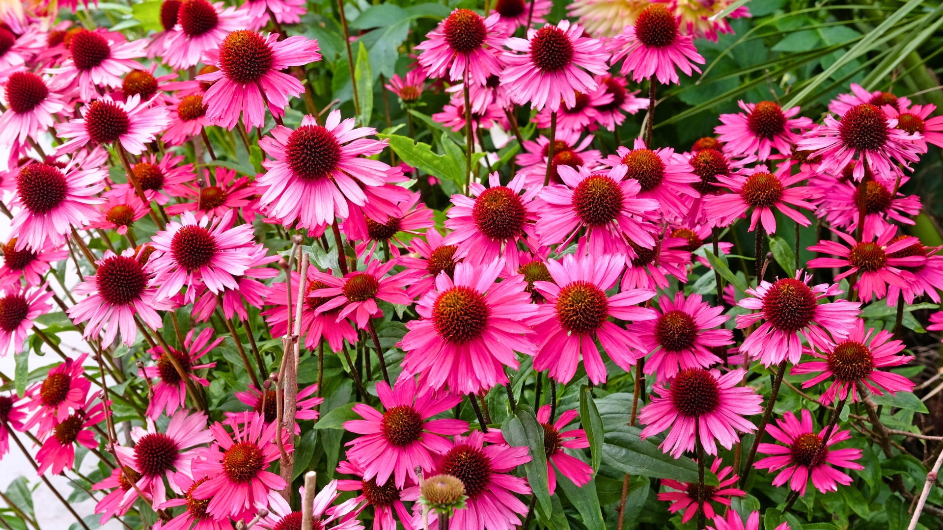 Echinacea