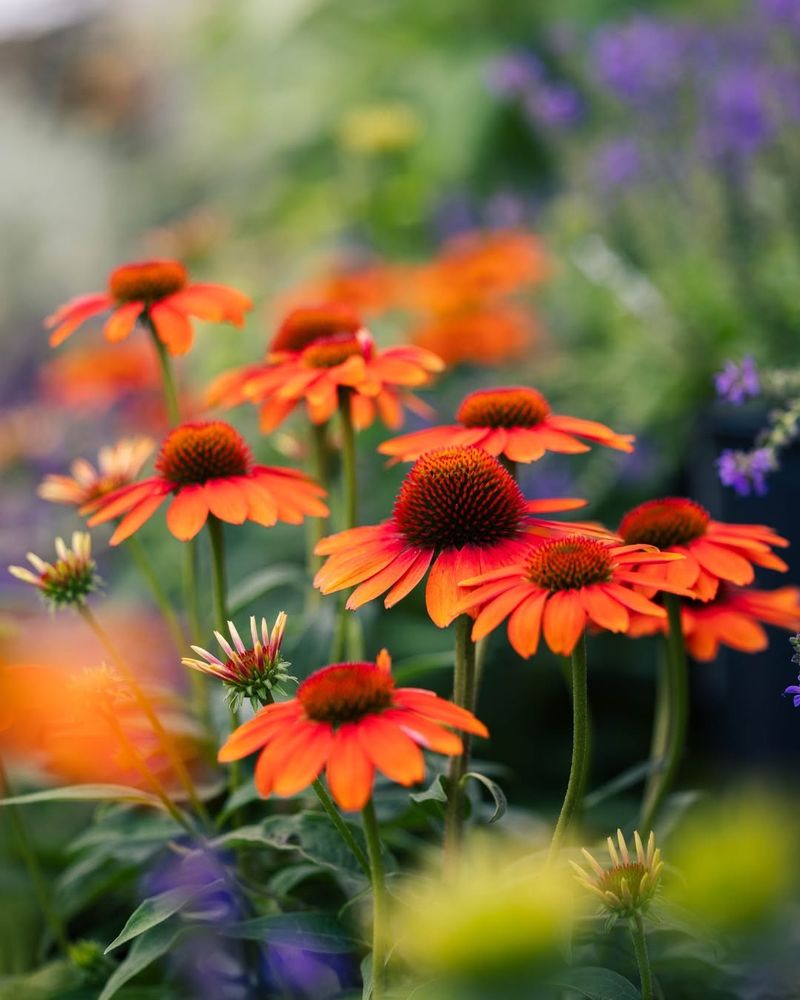 Orange Coneflower (Rudbeckia fulgida)